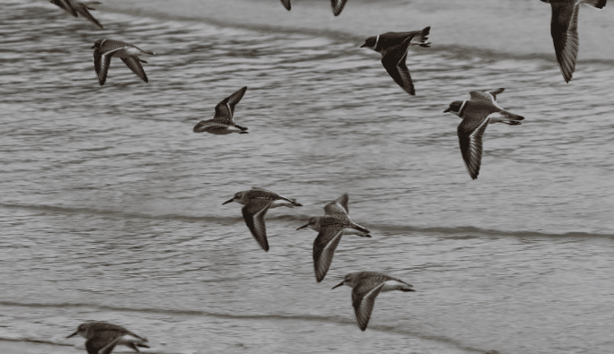 Exposition Dancong Bodies of Water