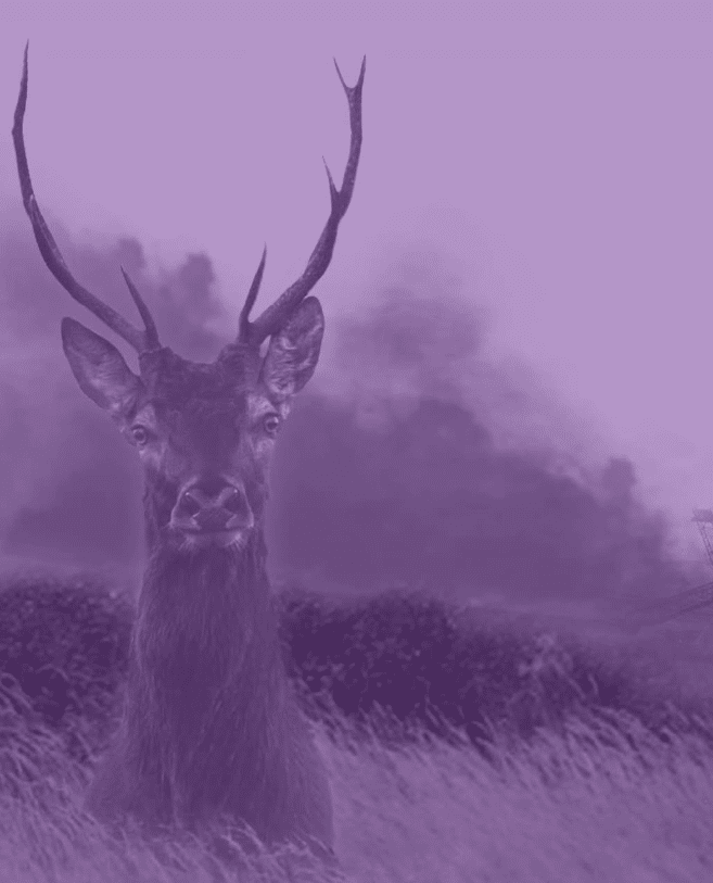 Projection documentaire