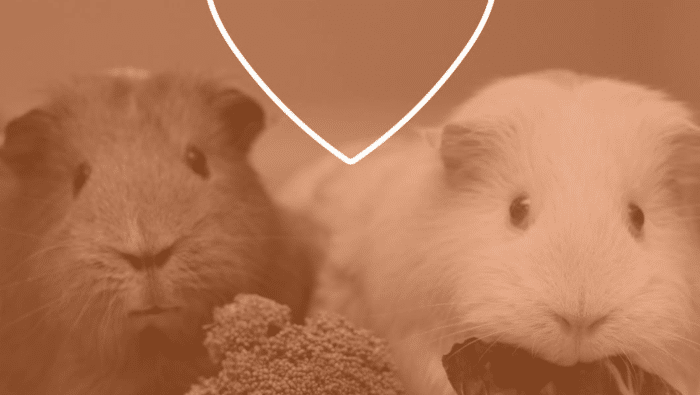 Mediation animale 2026