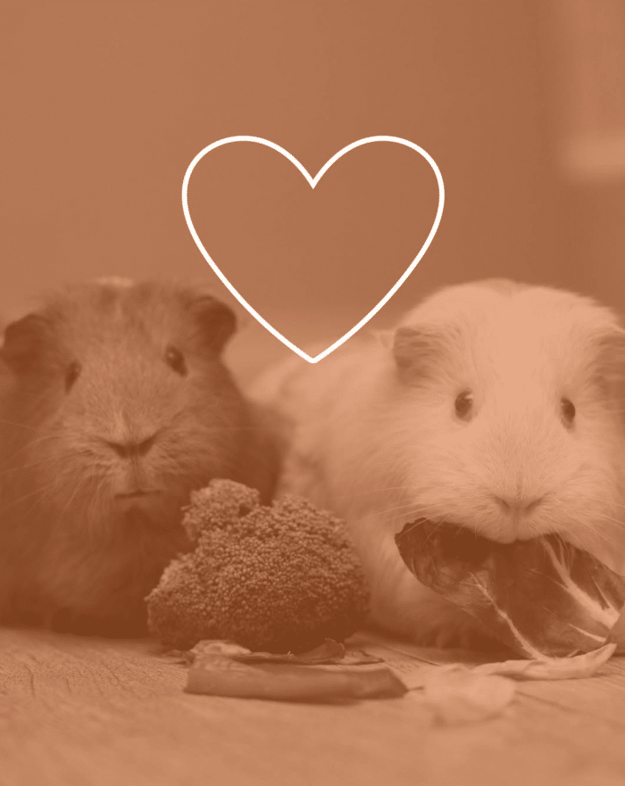 Médiation animale 1 Mediation animale 2026